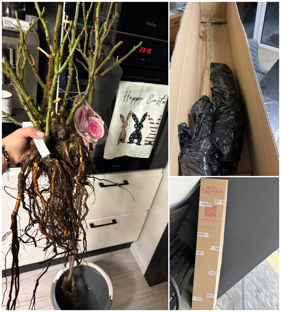 Opinia P. Małgosi goły korzeń.